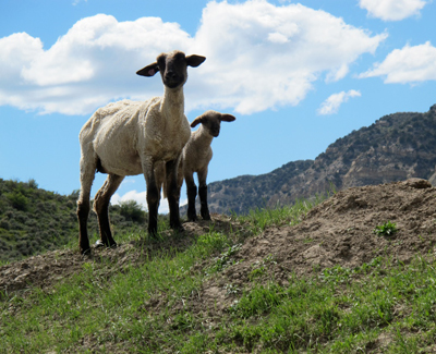 meeker-colorado-lambs