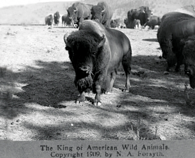 buffalo-herd-ca-1900-1910